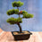 Artificial potted plant in a square white pot